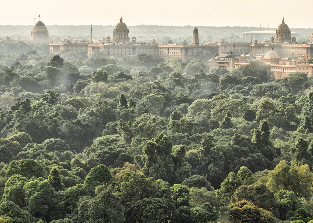 My Journey With Trees: Fascinating Photo Series By Dakshina Murthy